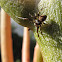 Orb Weaver