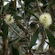 Brown Honeyeater
