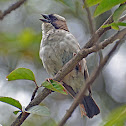 White-browed Sparrow-Weaver
