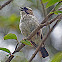 White-browed Sparrow-Weaver