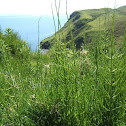 horsetails