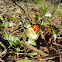 Small Orange-Tip