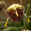 Diodonopsis  Orchid