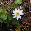 Broad leaved marsh marigold