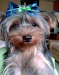 Busco Novia Para Mi Yorkshire Toy
