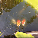 Koi