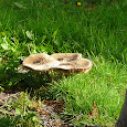 Wildlife Of British Columbia