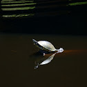 Yellow-bellied slider