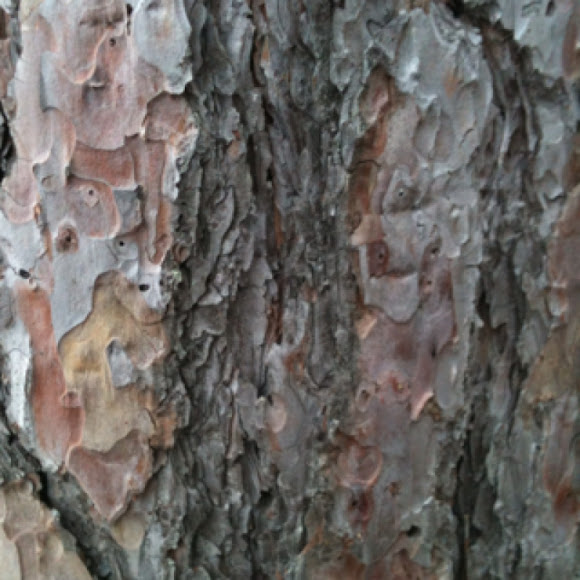 Spotting Image 1