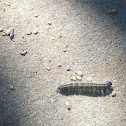 Yellownecked Caterpillar