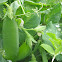 Pisum Sativum