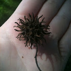 Sweetgum tree