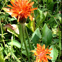 Hawkweed