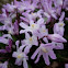 Chionodoxa forbesii 'Giant Pink'