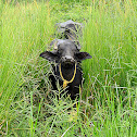 The water buffalo or domestic Asian water buffalo