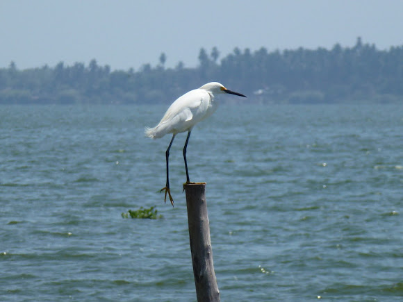 Spotting Image 1