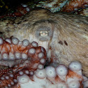 Giant Pacific Octopus