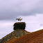 Stork