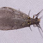 Summer fishfly