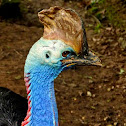 Casuar (Cassowary)