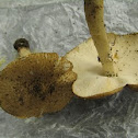 sharp-scaly lepiota