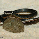 Northern Ringneck Snake