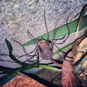 Harvestman