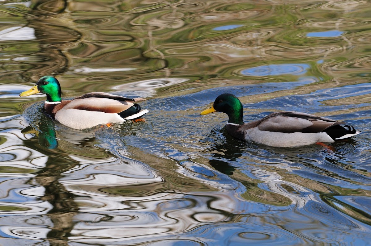 Mallard