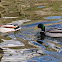Mallard