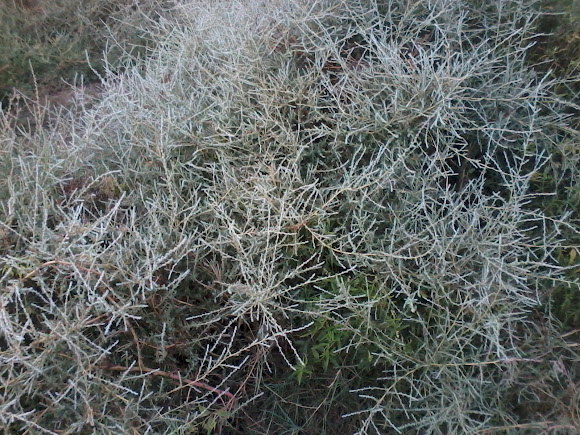 Spotting Image 1