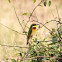 Little Bee-eater