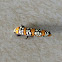 Ailanthus Webworm Moth