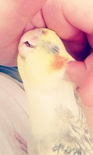 How to install Parrots wallpaper 1.0 unlimited apk for android