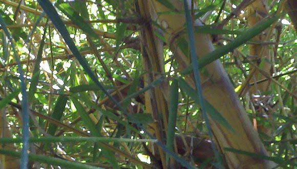 Spotting Image 1
