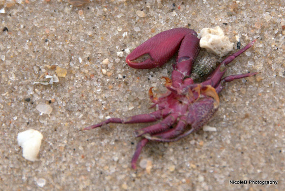 Spotting Image 1