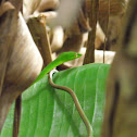 Green Vine Snake