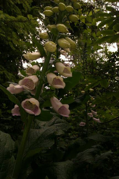 Spotting Image 1