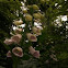 Foxglove