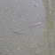 Common Earthworm