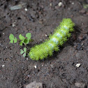 Io moth caterpillar