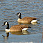 Canada Goose