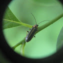 Soldier Beetle (Firefly Mimic)