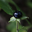 The Forbidden Fruit of Northern India