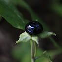 Belladonna or Deadly Nightshade