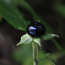 The Forbidden Fruit of Northern India