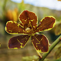 Orchid