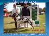 Criadero De Gran Danes Lider Ranking Chileno 2011