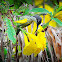 Spiderhunter