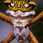 Silver garden spider