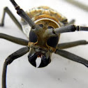 Wallace’s longhorn beetle